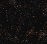 Ruby Star Society - Speckled - Rashida Coleman-Hale - Speckled in Metallic Black 61M - Half Yard